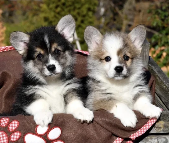 welsh-corgi-puppies-looking-for-a-home-2-months-old-texas-big-1