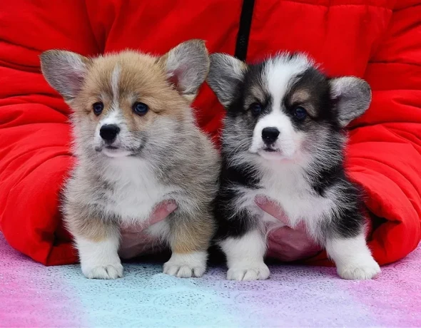 welsh-corgi-puppies-looking-for-a-home-2-months-old-texas-big-7