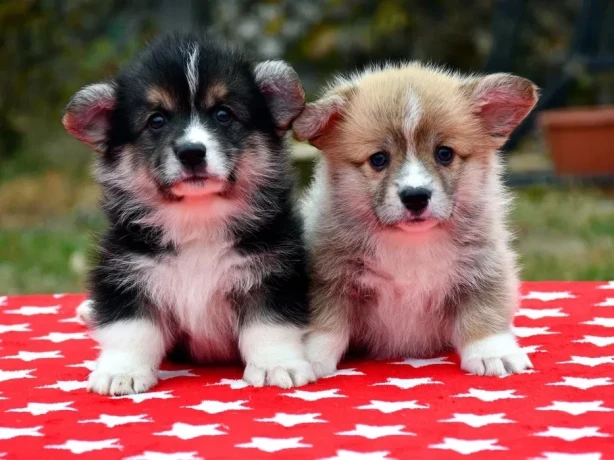 welsh-corgi-puppies-looking-for-a-home-2-months-old-texas-big-3