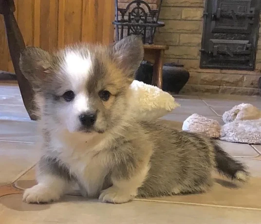 welsh-corgi-puppies-looking-for-a-home-2-months-old-texas-big-2