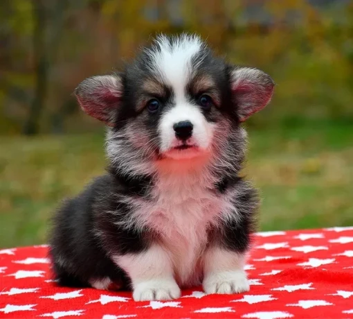 welsh-corgi-puppies-looking-for-a-home-2-months-old-texas-big-4