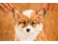 we-offer-adorable-corgi-puppies-in-minneapolis-small-3