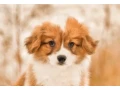 we-offer-adorable-corgi-puppies-in-minneapolis-small-2