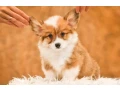 we-offer-adorable-corgi-puppies-in-minneapolis-small-0