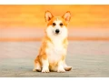 we-offer-adorable-corgi-puppies-in-minneapolis-small-6