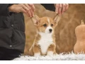 we-offer-adorable-corgi-puppies-in-minneapolis-small-1