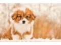 we-offer-adorable-corgi-puppies-in-minneapolis-small-7