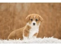 we-offer-adorable-corgi-puppies-in-minneapolis-small-4