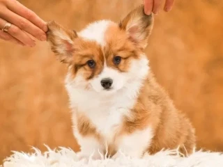 We offer adorable corgi puppies in Minneapolis