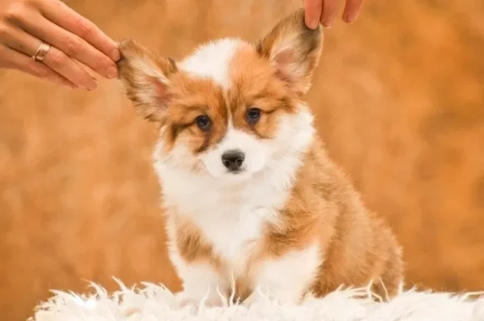 we-offer-adorable-corgi-puppies-in-minneapolis-big-0