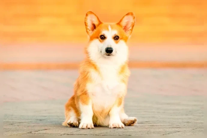 we-offer-adorable-corgi-puppies-in-minneapolis-big-6