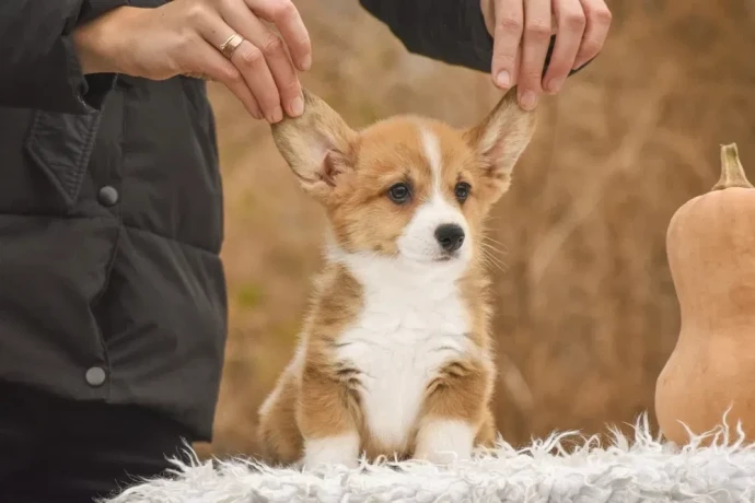 we-offer-adorable-corgi-puppies-in-minneapolis-big-1