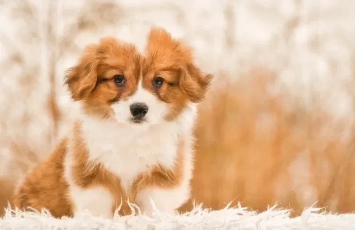 we-offer-adorable-corgi-puppies-in-minneapolis-big-7