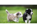 cute-and-affordable-border-collie-puppies-for-sale-small-1