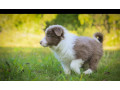 cute-and-affordable-border-collie-puppies-for-sale-small-0