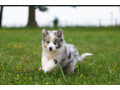 cute-and-affordable-border-collie-puppies-for-sale-small-2