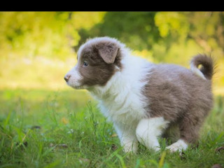 Cute and affordable Border Collie puppies for sale