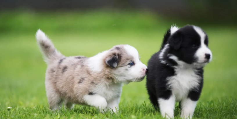 cute-and-affordable-border-collie-puppies-for-sale-big-1