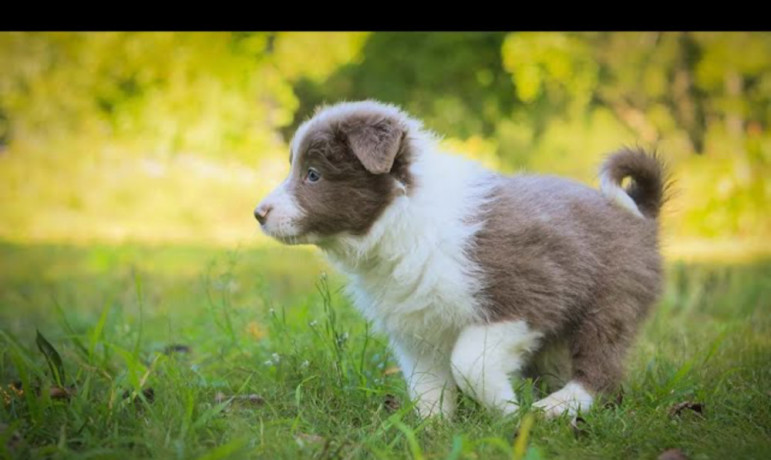 cute-and-affordable-border-collie-puppies-for-sale-big-0