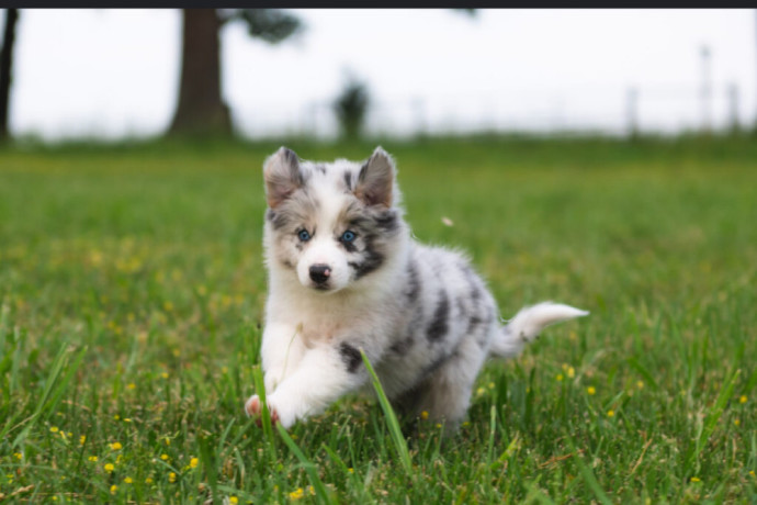 cute-and-affordable-border-collie-puppies-for-sale-big-2