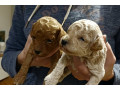 poodle-puppies-small-2