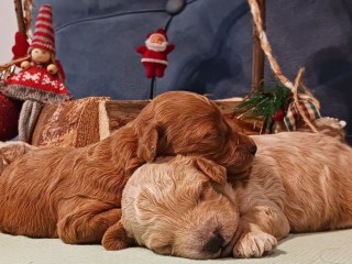 Poodle puppies