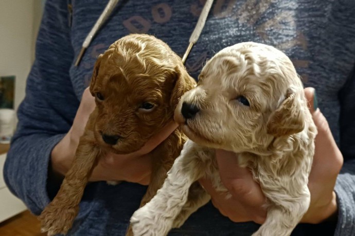 poodle-puppies-big-2