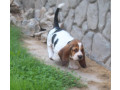 basset-hound-puppies-philadelphia-pennsylvania-small-1