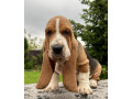 basset-hound-puppies-philadelphia-pennsylvania-small-3