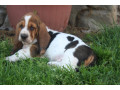 basset-hound-puppies-philadelphia-pennsylvania-small-2