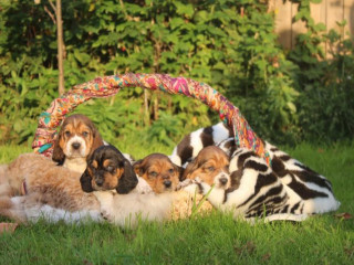 Basset Hound Puppies, Philadelphia (Pennsylvania)