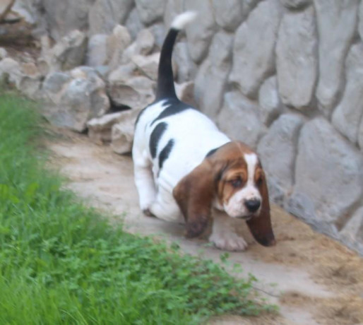 basset-hound-puppies-philadelphia-pennsylvania-big-1