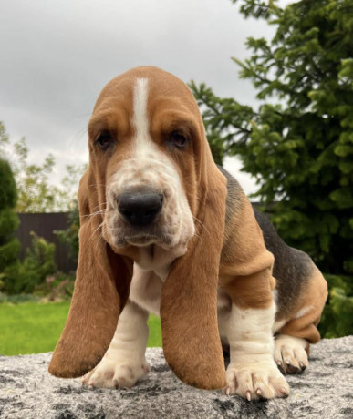 basset-hound-puppies-philadelphia-pennsylvania-big-3