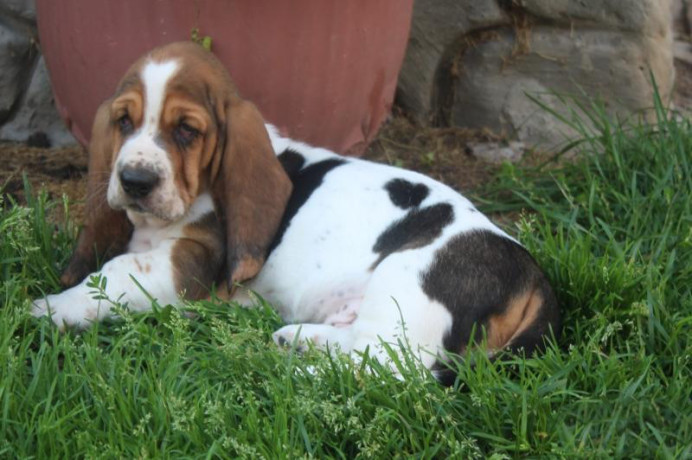 basset-hound-puppies-philadelphia-pennsylvania-big-2