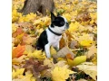 boston-terrier-puppies-8-weeks-old-sydney-montana-small-0