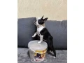 boston-terrier-puppies-8-weeks-old-sydney-montana-small-4