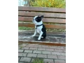 boston-terrier-puppies-8-weeks-old-sydney-montana-small-1