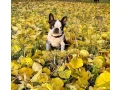 boston-terrier-puppies-8-weeks-old-sydney-montana-small-5