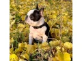 boston-terrier-puppies-8-weeks-old-sydney-montana-small-3