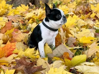 Boston Terrier puppies, 8 weeks old, Sydney (Montana)