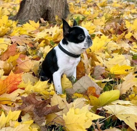 boston-terrier-puppies-8-weeks-old-sydney-montana-big-0