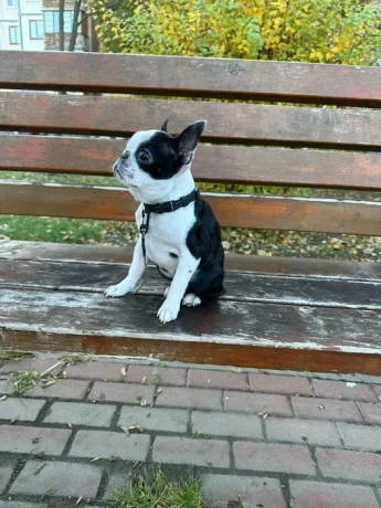 boston-terrier-puppies-8-weeks-old-sydney-montana-big-1