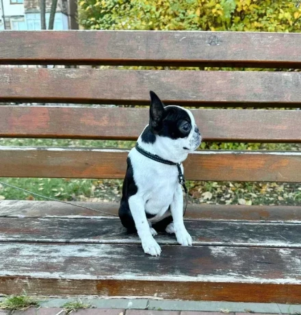 boston-terrier-puppies-8-weeks-old-sydney-montana-big-2