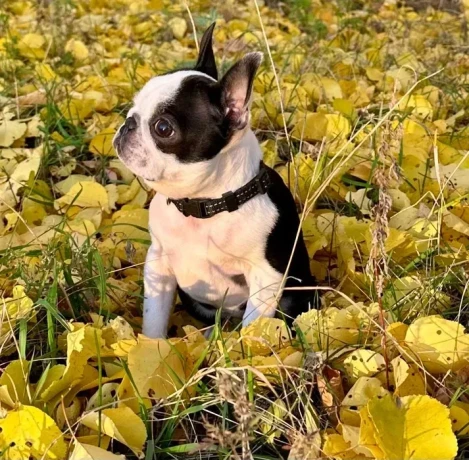 boston-terrier-puppies-8-weeks-old-sydney-montana-big-3