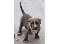 american-pit-bull-terrier-puppy-girl-10-weeks-old-san-antonio-texas-small-0