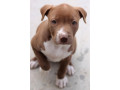 american-pit-bull-terrier-puppy-girl-10-weeks-old-san-antonio-texas-small-2