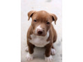 american-pit-bull-terrier-puppy-girl-10-weeks-old-san-antonio-texas-small-1