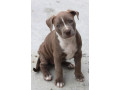 american-pit-bull-terrier-puppy-girl-10-weeks-old-san-antonio-texas-small-4