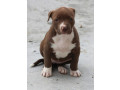 american-pit-bull-terrier-puppy-girl-10-weeks-old-san-antonio-texas-small-3