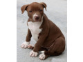 american-pit-bull-terrier-puppy-girl-10-weeks-old-san-antonio-texas-small-6